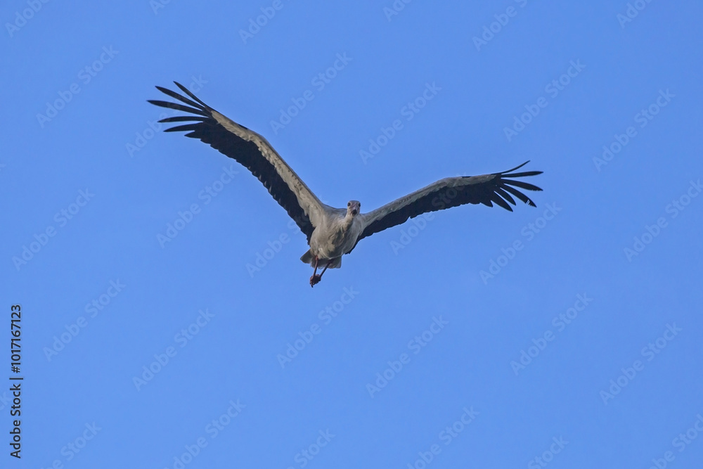 White stork flying on the blue sky. White stork (Ciconia ciconia). White stork flying on the blue sky. White stork (Ciconia ciconia).