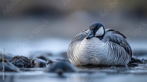 Barnacle Goose in Zingst, Germany photo