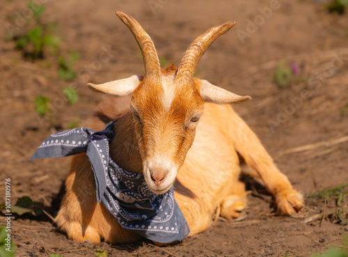 Image of cute and funny goats wearing scarves. 