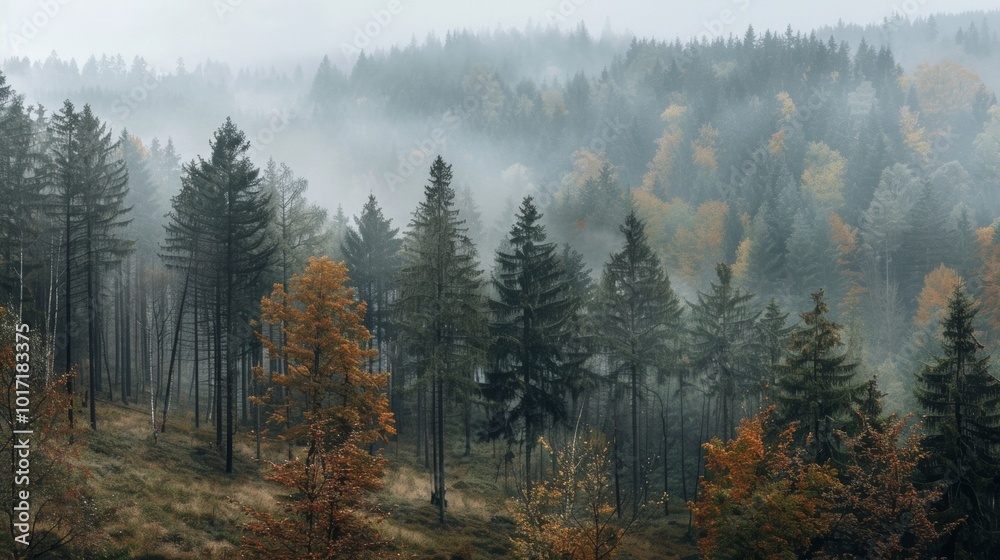 Misty Autumn Forest with Mountain Scenery and Rustic Trail in Wilderness Misty Autumn Forest with Mountain Scenery and Rustic Trail in Wilderness