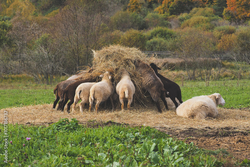 Flock of sheep in autumn field, sheep eating hay