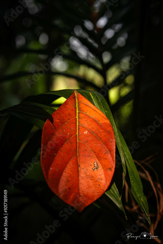 red maple leaf on the tree