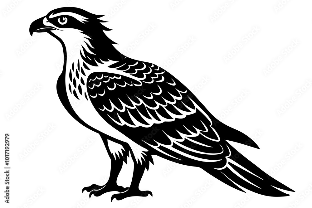 Fototapeta premium Osprey silhouette vector illustration