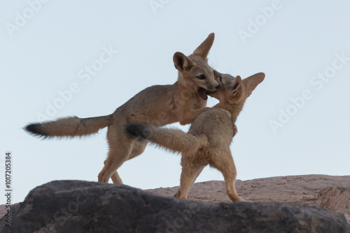 A pair of young Kit foxes wrestle playfully jumping up while grabbing at each other near their den in the lowland desert of Southern Utah, USA under the soft light of an evening sky after sunset.