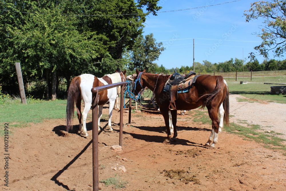 Horses at The Riding Stables at Draper Lake in Oklahoma Horses at The Riding Stables at Draper Lake in Oklahoma