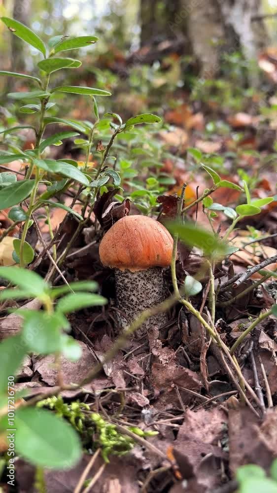 4k vertical video. close-up, a small boletus mushroom with a red cap grows in the forest. quiet mushroom hunting. a healthy nutritious product for vegan food. 4k vertical video. close-up, a small boletus mushroom with a red cap grows in the forest. quiet mushroom hunting. a healthy nutritious product for vegan food.