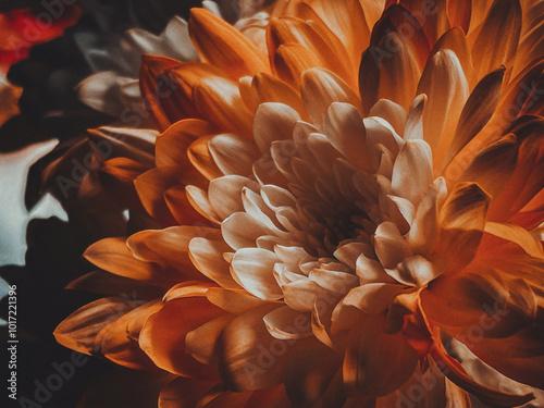 orange dahlia flower photo