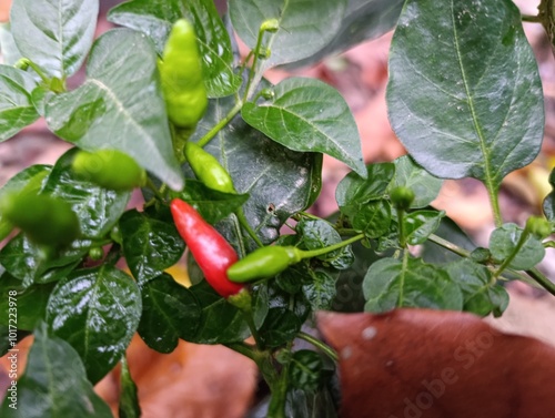 Chilli photo