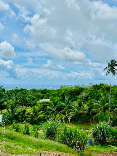 Wallpaper Mural palm trees in the field in Barbados Torontodigital.ca