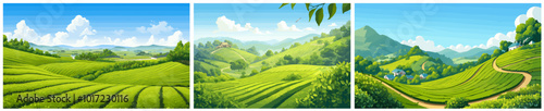 tea plantation background. mountain green landscape, bush drink farm agriculture field meadow valley plant work rural farming harvest vector illustration