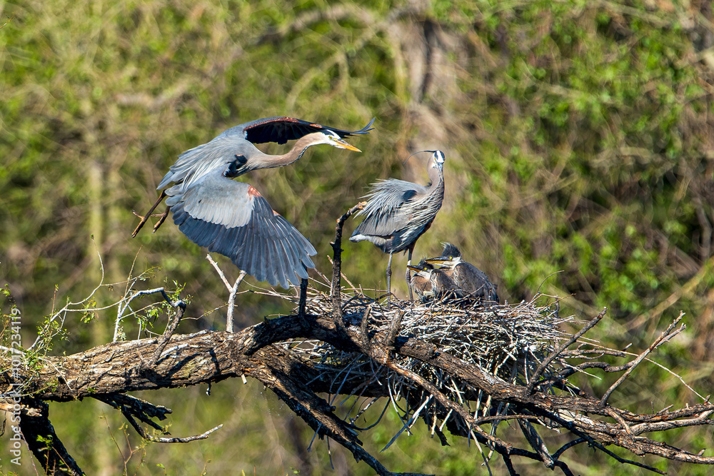 Naklejka premium A Great Blue Heron with beautiful wings prepares to leave the nest site in search of more food as the young chicks watch it depart.