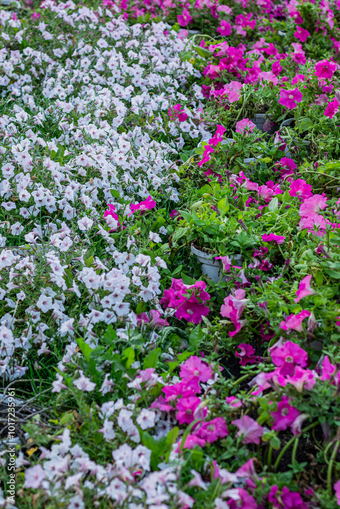 A vibrant bed of white and purple petunias growing closely together in two distinct sections, showcasing the beauty of contrasting colors in a lush, overgrown garden setting.
A vibrant bed of white and purple petunias growing closely together in two distinct sections, showcasing the beauty of contrasting colors in a lush, overgrown garden setting.
