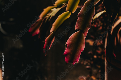 red hot pepper