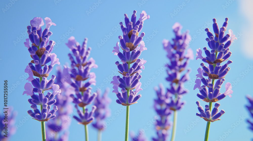 Naklejka premium front, horizontal view, a close-up of several lavender flowers set against a background of a clear blue sky in spring