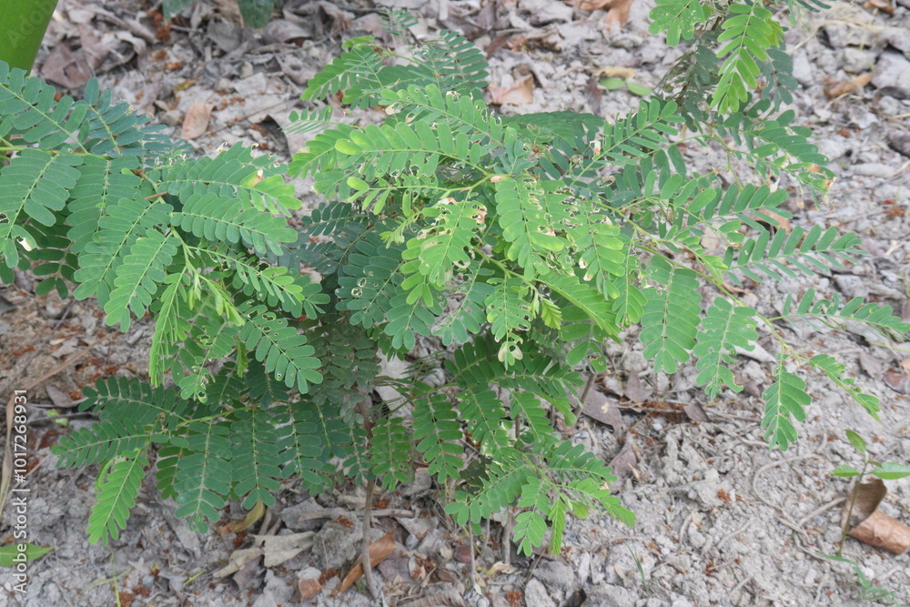 tamarind plant seedling on farm for sell tamarind plant seedling on farm for sell