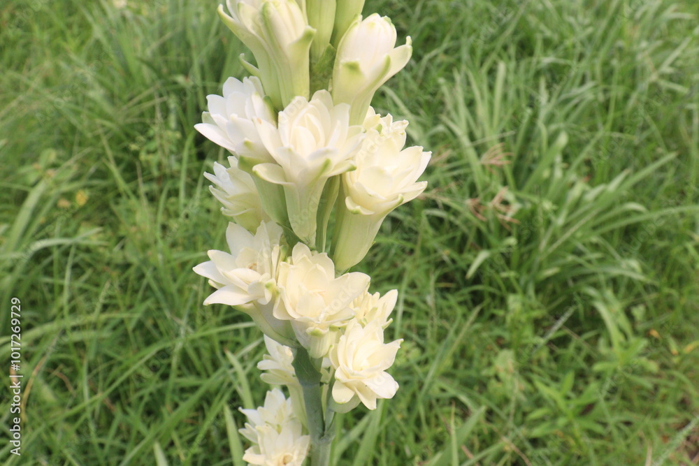 Tuberose flower plant on farm for harvest Tuberose flower plant on farm for harvest