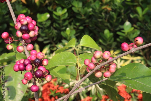 Syzygium polyanthum small fruit on tree in nursery