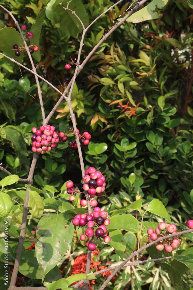 Syzygium polyanthum small fruit on tree in nursery Syzygium polyanthum small fruit on tree in nursery