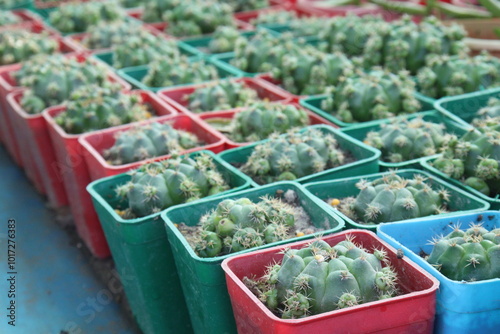 Thelocactus setispinus cactus plant on nursery photo