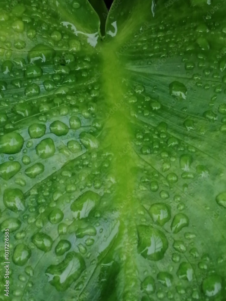 水玉 水玉