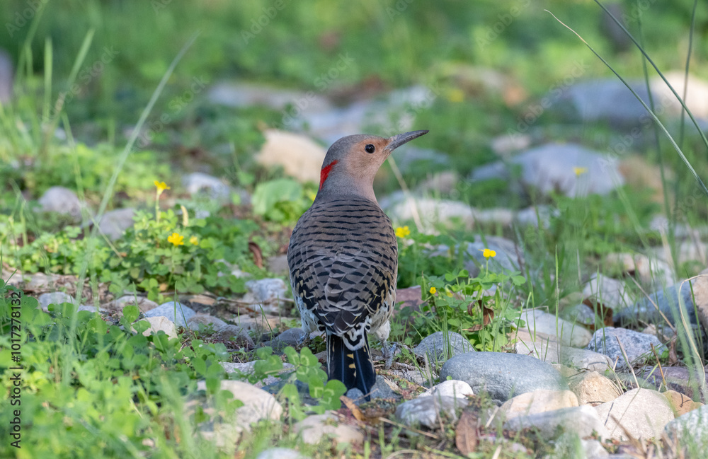 Closeup of a northern flicker standing amongst stones and bright green grass. Closeup of a northern flicker standing amongst stones and bright green grass.