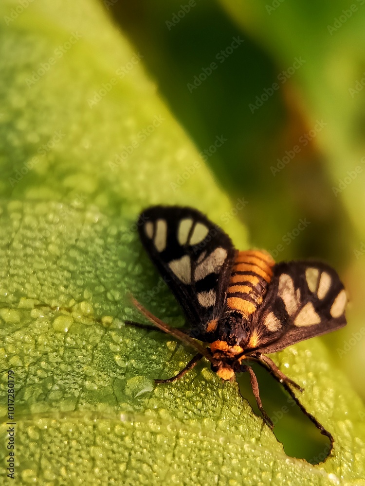 close up of a butterfly nature object Macro