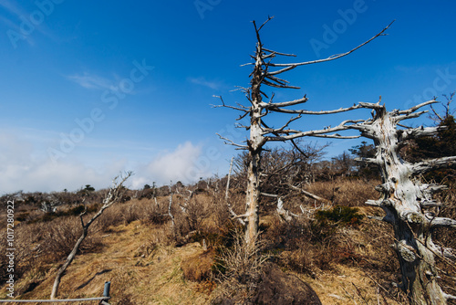 Hallasan National Park, Jeju island, South Korea, spring landscape view of Yeongsil trail, Halla volcano peak, trekking and climbing to Halla mountain, travel and hiking in Korea, Jeju-do, sunny day photo