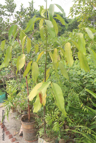 Velvet Apples fruit plant seedling on nursery photo