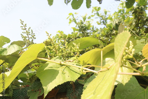 vitis pseudoreticulata medicinal plant