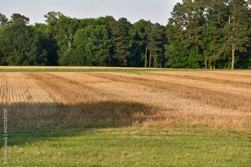 field of wheat and sky field of wheat and sky