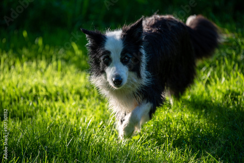 border collie dog