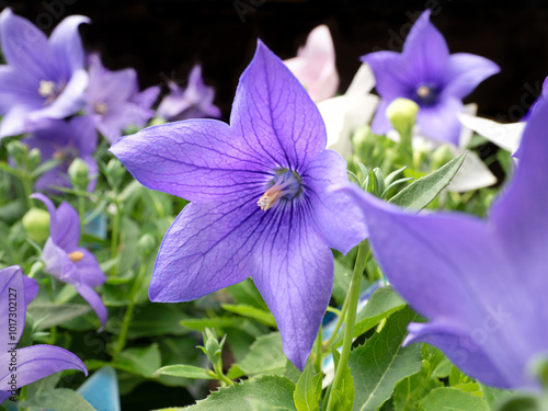 キキョウの花 photo