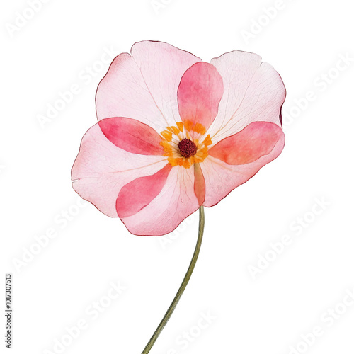 Beautiful Collection of Dried Flowers in Vibrant Colors