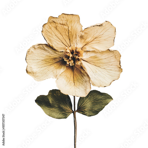 Beautiful Collection of Dried Flowers in Vibrant Colors