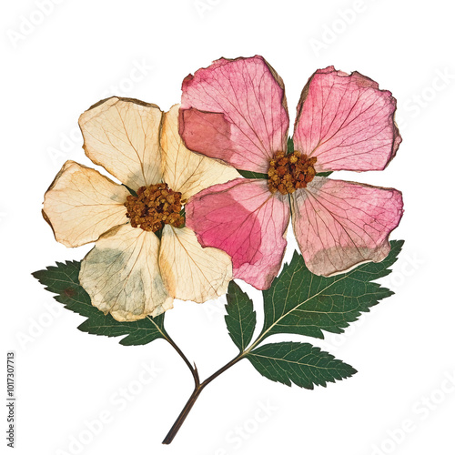 Beautiful Collection of Dried Flowers in Vibrant Colors