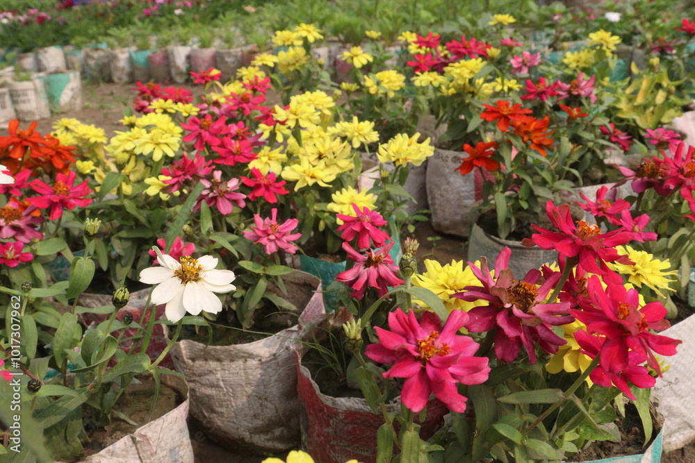 Fototapeta premium Zinnia angustifolia flower plant on nursery