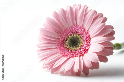 Beautiful Pink Gerbera Daisy Flower