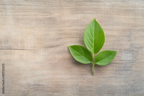 Fresh Green Leaf on Wooden Surface Showcasing Nature s Serene Beauty