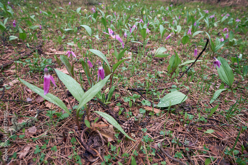 Spring forest glade with flowers of Siberian fawn lily or Erythronium sibiricum. photo