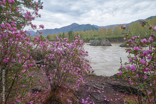 Rhododendron dauricum bushes with flowers near altai river Katun in the morning light photo