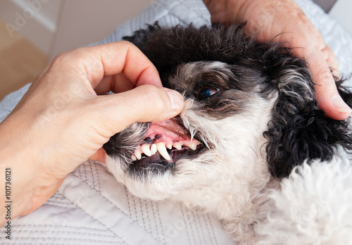 Dog teeth examination or checkup by veterinarian and pet owner. 6 years old miniature poodle with white teeth and healthy gums. Dental Health and dental cleaning concept. Selective focus. photo