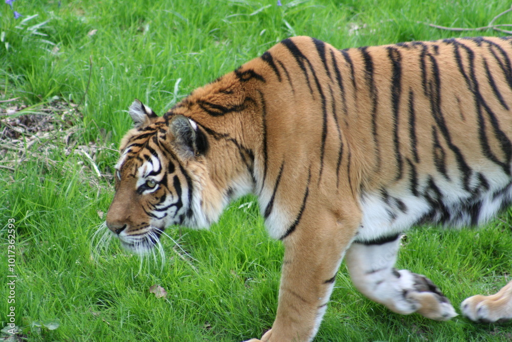 siberian tiger in the grass siberian tiger in the grass
