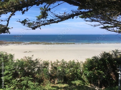 beach with pine trees