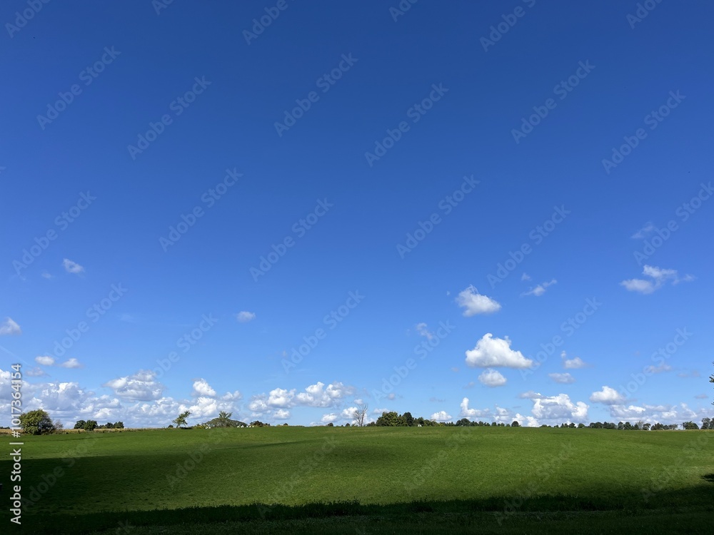 Fototapeta premium Corn field with big blue sky - Champ de maïs avec grand ciel bleu