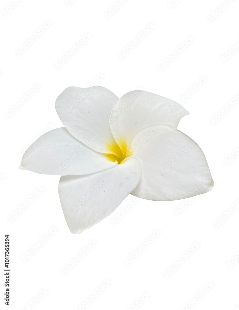 Fototapeta premium Plumeria pudica isolated on white background.