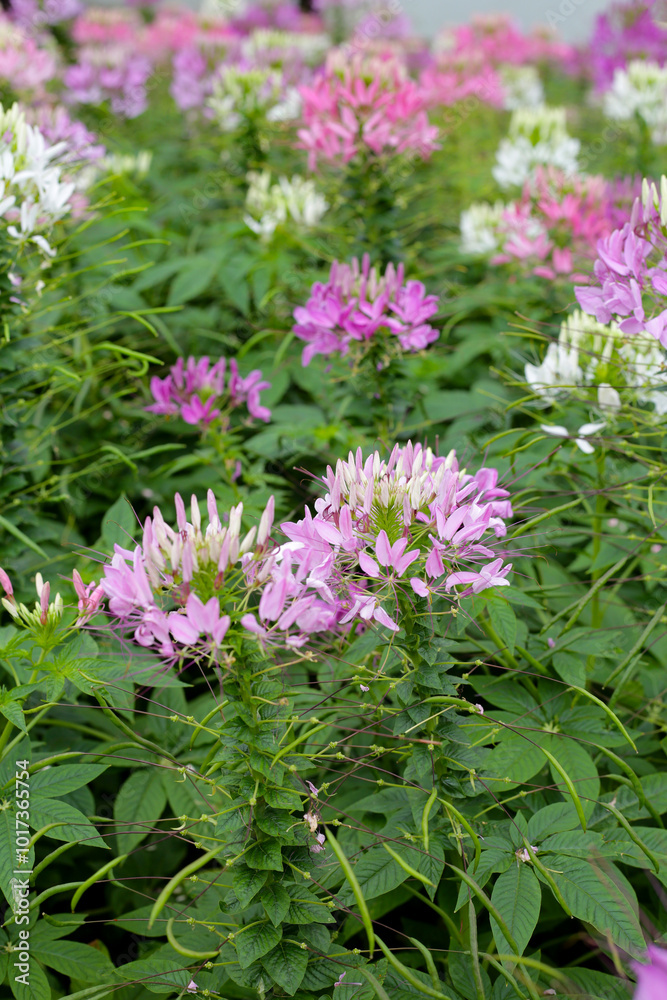 Cleome spinosa flower in the park Cleome spinosa flower in the park