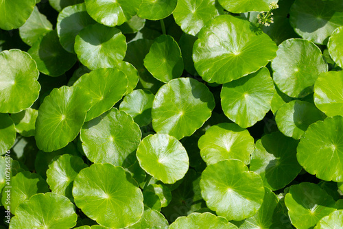 Fresh green nature herb leaves of centella asiatica (gotu kola) photo