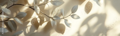 A delicate branch with light-colored leaves casts soft shadows against a neutral background, creating a serene and tranquil atmosphere.
