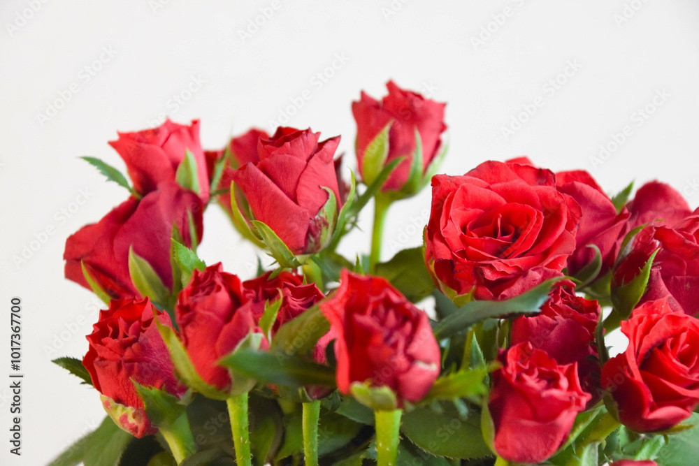 赤い薔薇 赤い薔薇