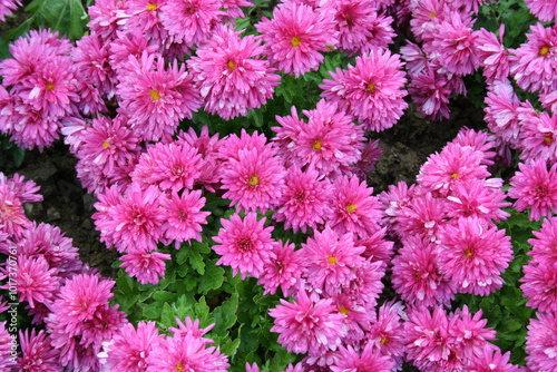 pink flowers